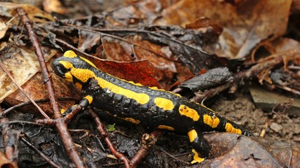 Feuersalamander im Nationalpark Kellerwald 

