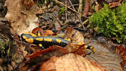 Feuersalamander im Nationalpark Kellerwald 

