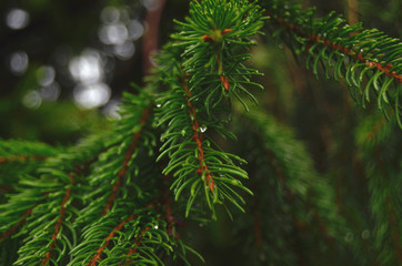 The green twigs of a Christmas tree on a rainy day