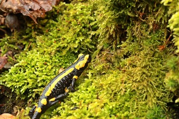 Feuersalamander im Nationalpark Kellerwald 

