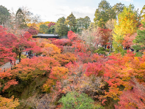 Colorful leaves with Japanese pavilion
