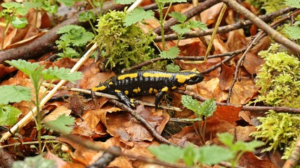 Feuersalamander im Nationalpark Kellerwald 


