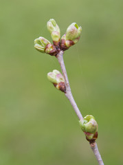 cherry buds
