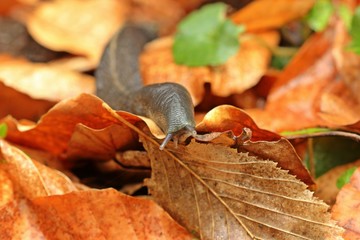 Schwarzer Schnegel (Limax cinereoniger) 

