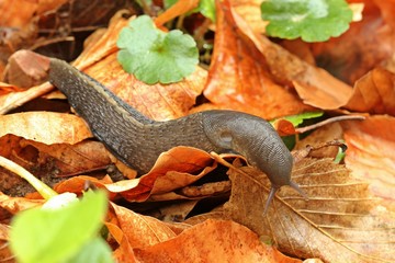 Schwarzer Schnegel (Limax cinereoniger) 

