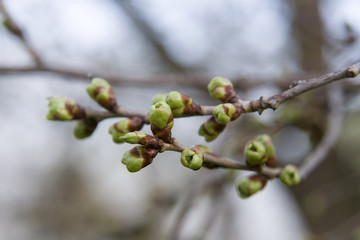 cherry buds
