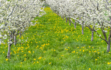 gorgeous blooming young fruit trees in an orchard with yellow flowers on a green meadow