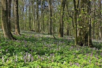 Wald mit blühendem Lerchensporn (Corydalis cava) 
