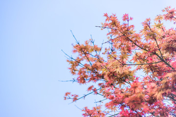 Red maple leaves in autumn season with sky blurred background, taken from Japan.