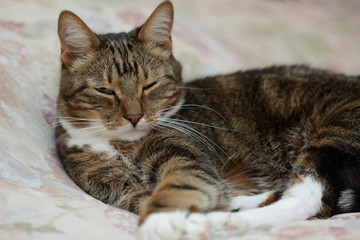 Naklejka na ściany i meble Portrait of sleepy brown tabby domestic cat