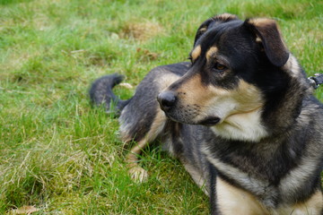 Hund