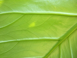 Naklejka na ściany i meble green leaf closeup