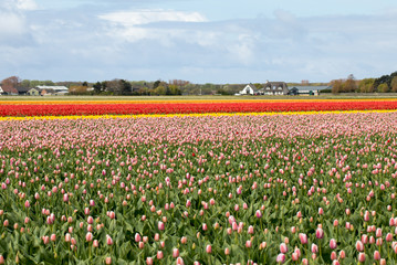 Tulip fields of the Bollenstreek, South Holland, Netherlands