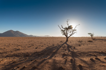 Sonnenaufgang hinter einer Baumsilhouette in den Tirasbergen, Karas, Namibia