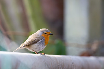 Erithacus rubecula, Robin