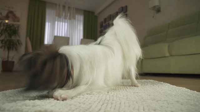 Dog Papillon playing with a ball on a rug in living room stock footage video