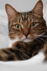 Portrait of a brown domestic cat
