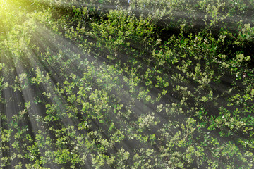 Beautiful foliage with solar rays. This image is perfect to be used as background in layouts as to nature.