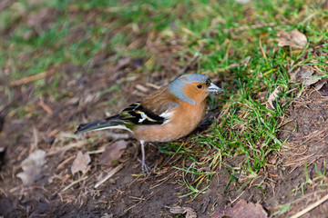 Friendly bird Robin redbreast or European robin (Erithacus rubecula) perching between grass in...