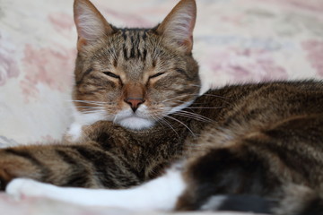 Sleepy brown short-haired cat in bed