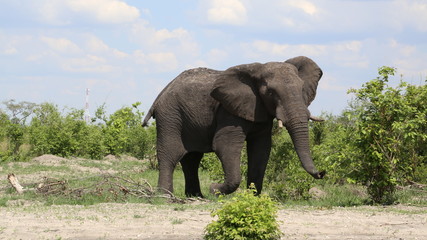Fototapeta premium Botswana Elephant