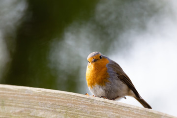 Erithacus rubecula, Robin