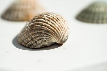 Sea shells close-up on a white background on a sunny day