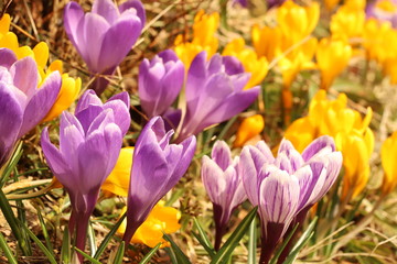 Obraz premium Crocus flower