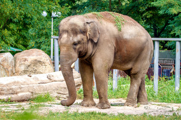 Fototapeta na wymiar Big elephant animal eating grass at the zoo