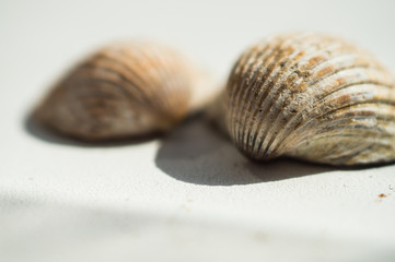 Sea shells close-up on a white background on a sunny day