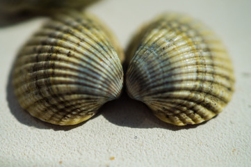 Sea shells close-up on a white background on a sunny day