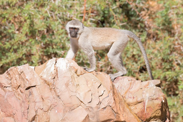 eine Meerkatze, Cercopithecus, läuft über einen Felsen, Namibia