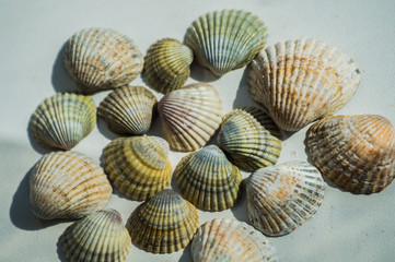Sea shells close-up on a white background on a sunny day