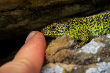Orchideen, Eidechsen, Frühling, und mehr