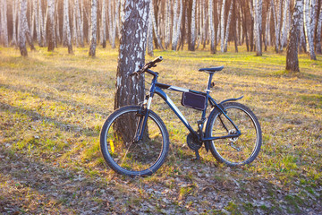 Fototapeta premium Bicycle in spring birches park at evening sunlight