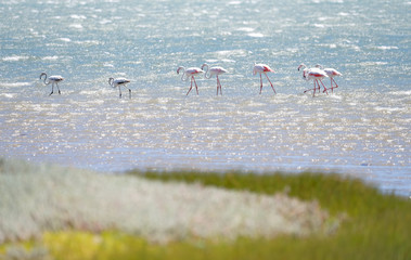 Flamingos im glitzernden Wasser der Lagune von Lüderitz, Namibia