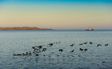 Kormorane ziehen am frühen Morgen in die Lagune von Lüderitz, Namibia