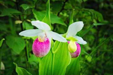 Showy Lady's-slipper - Cypripedium reginae - also known as Pink-and-white Lady's-slipper or the Queen's Lady's-slipper. Beautiful Minnesota State Flower - pink and white on green natural background