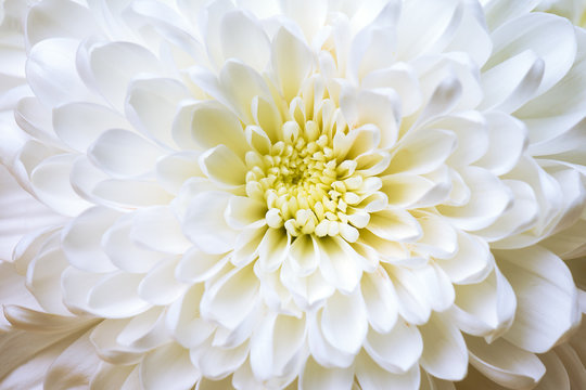 Fototapeta White chrysanthemum flower close-up 