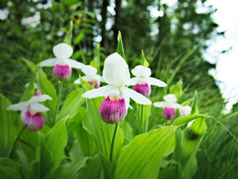 Showy Lady's-slipper - Cypripedium reginae - also known as Pink-and-white Lady's-slipper or the Queen's Lady's-slipper. Beautiful Minnesota State Flower - pink and white on green natural background