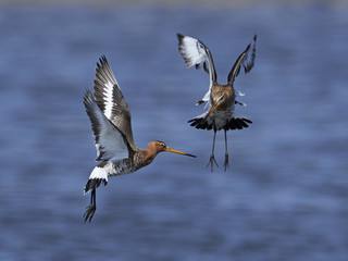 Black-tailed godwit (Limosa limosa)