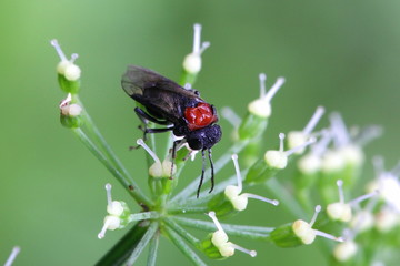 Woolly alder sawfly, Eriocampa ovata