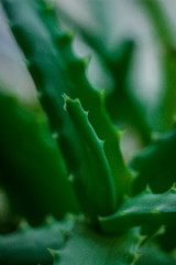 aloe, medicinal plant, herb, medicinal herb, green plant, aloe close-up