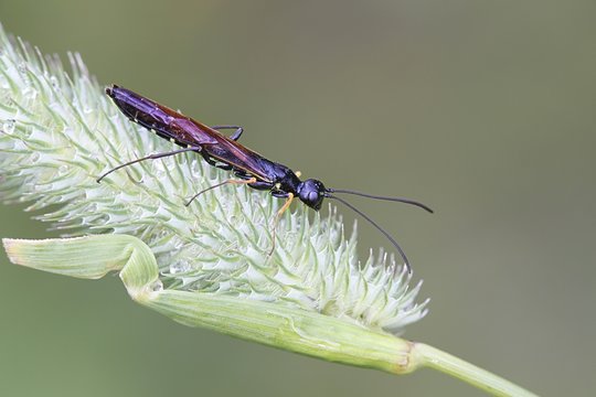 Stem sawfly (Cephoidea), resting on timothy-grass