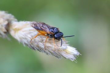 Loosestrife sawfly, Monostegia abdominalis