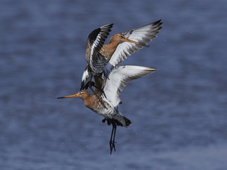 Black-tailed godwit (Limosa limosa)