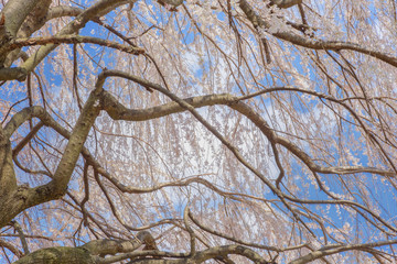 Pink and Pale Pink Cherry Blossoms in full bloom and colors