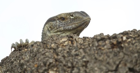 Rock Monitor Lizard