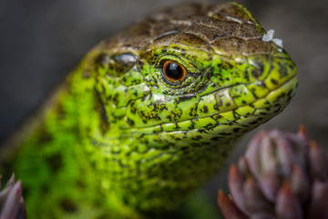 Orchideen, Eidechsen, Frühling, und mehr