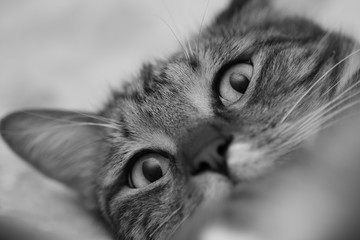 Funny portrait of a gray domestic cat. Black and white image